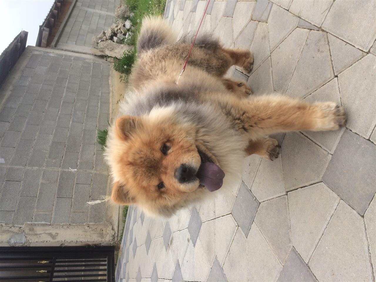 chow--chow-