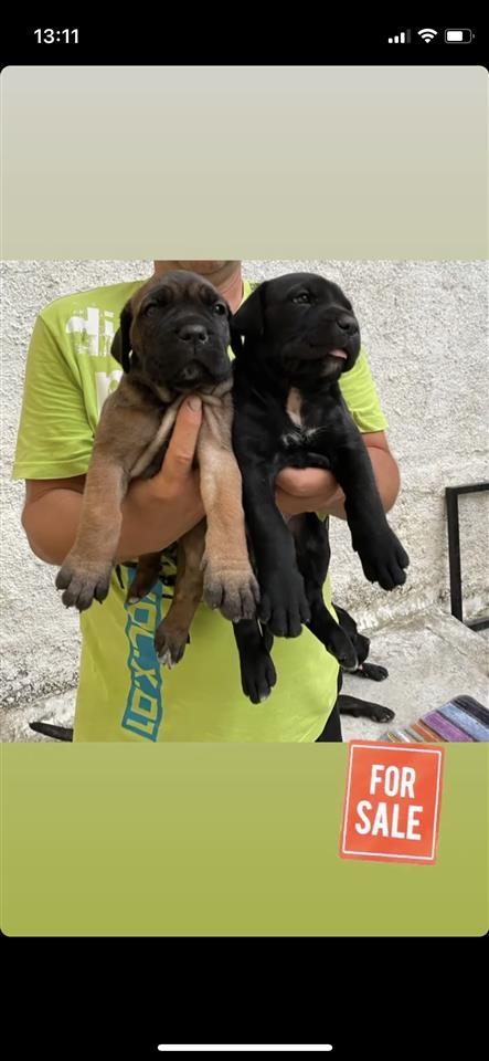 Cane-Corso