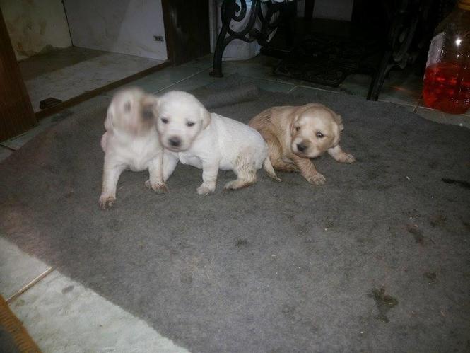 Labrador 26 Dite