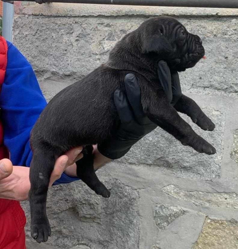 Cane-corso