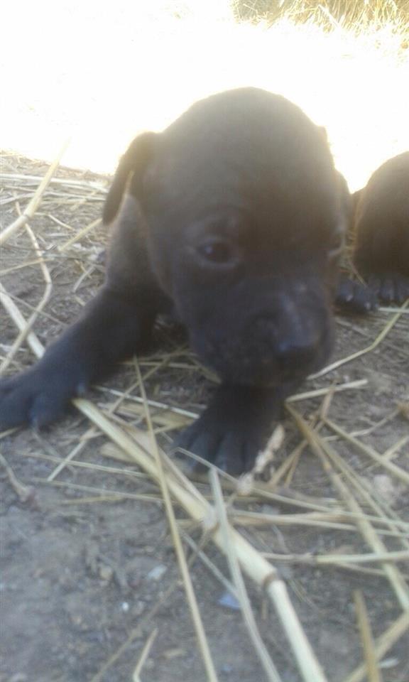 Pitbull