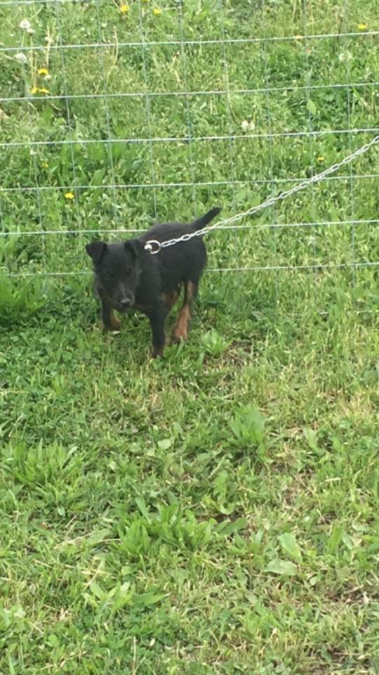Terrier-