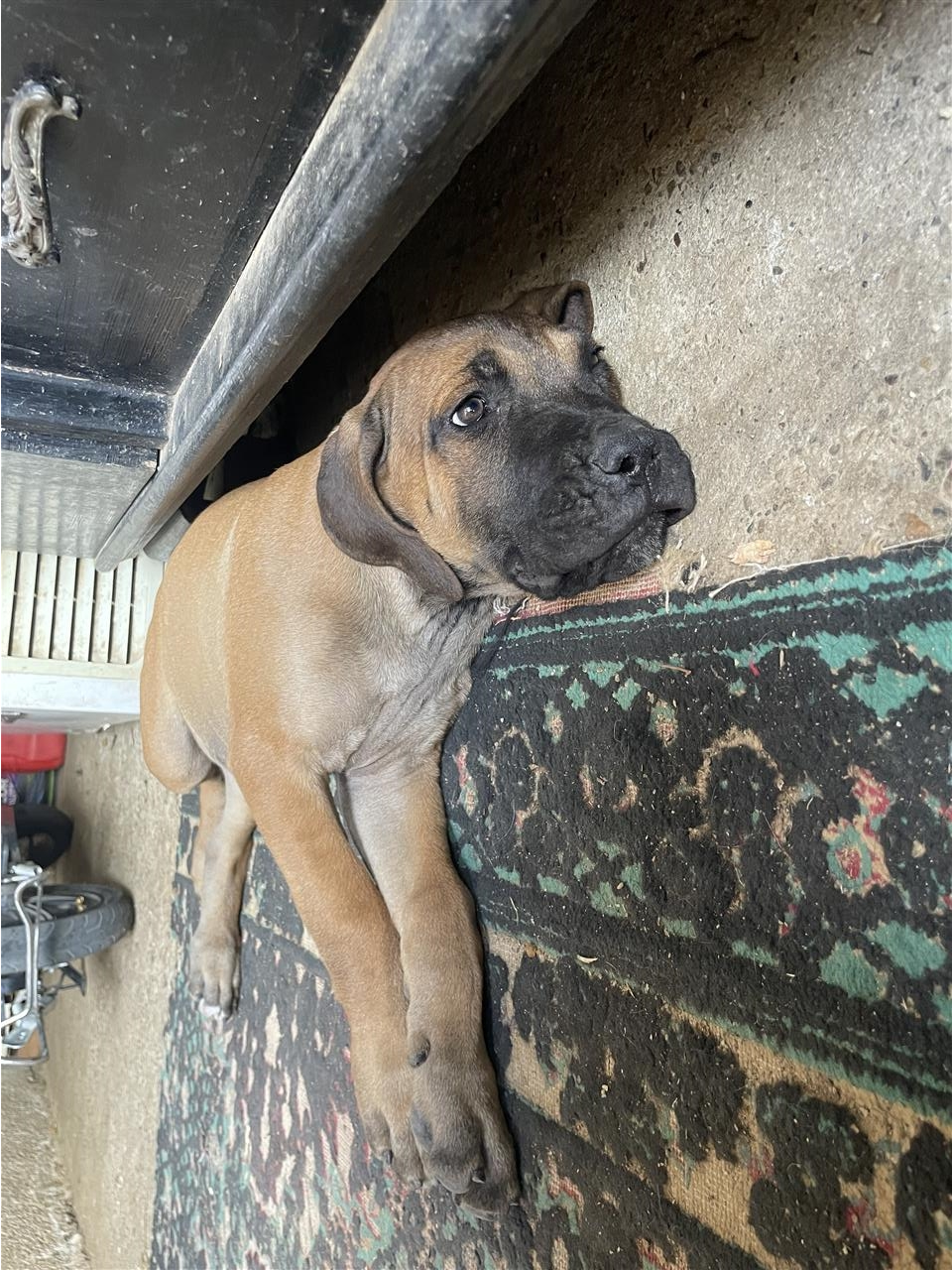Cane-corso