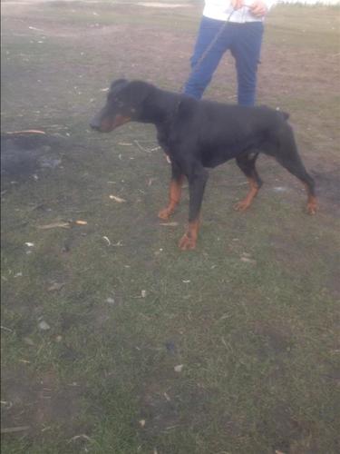 Dobermani 