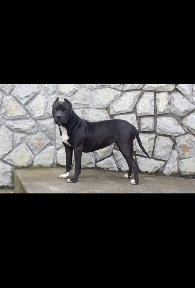 Pitbull