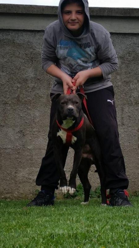Pitbull