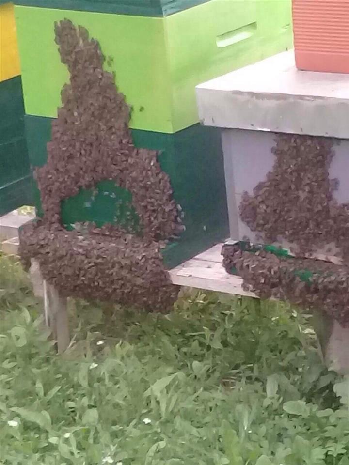 Bletë