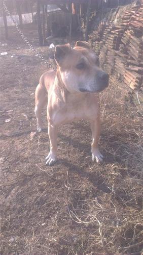 Qen pitbull