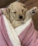 Toy poodle
