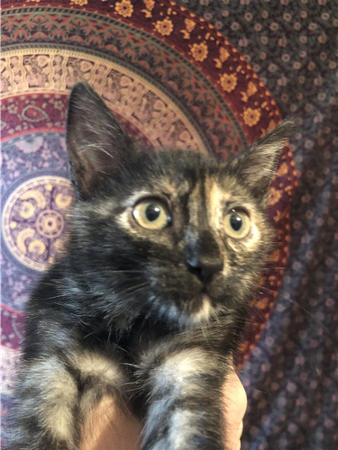 Kotelet per adoptim