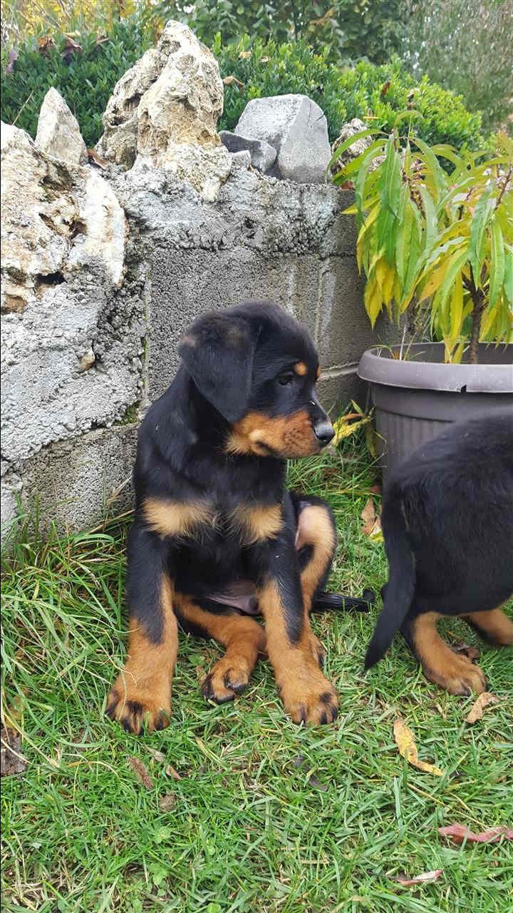 Rottweiler