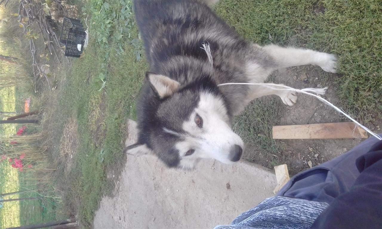 hyski