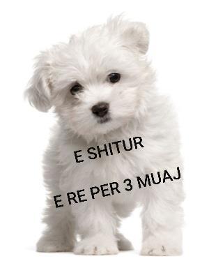 Maltezer 