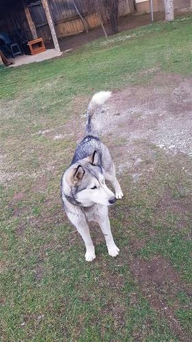 Husky 