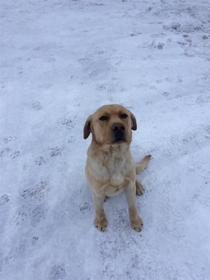LLABRADOR