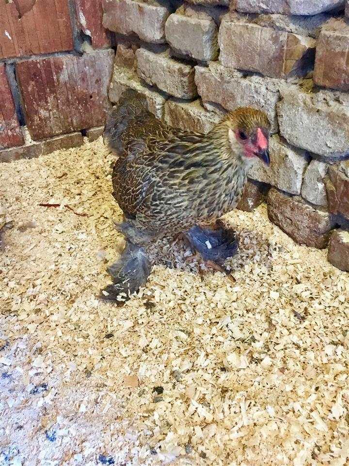 Brahma-