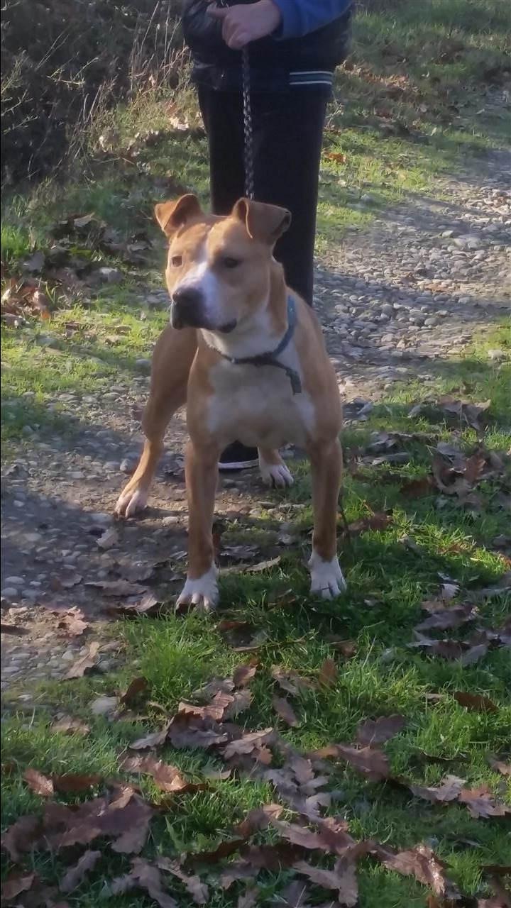 Pit-bull