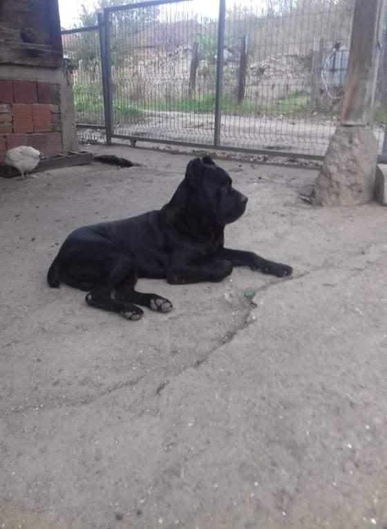Cane-corso-