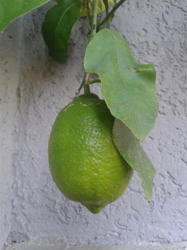 Limon