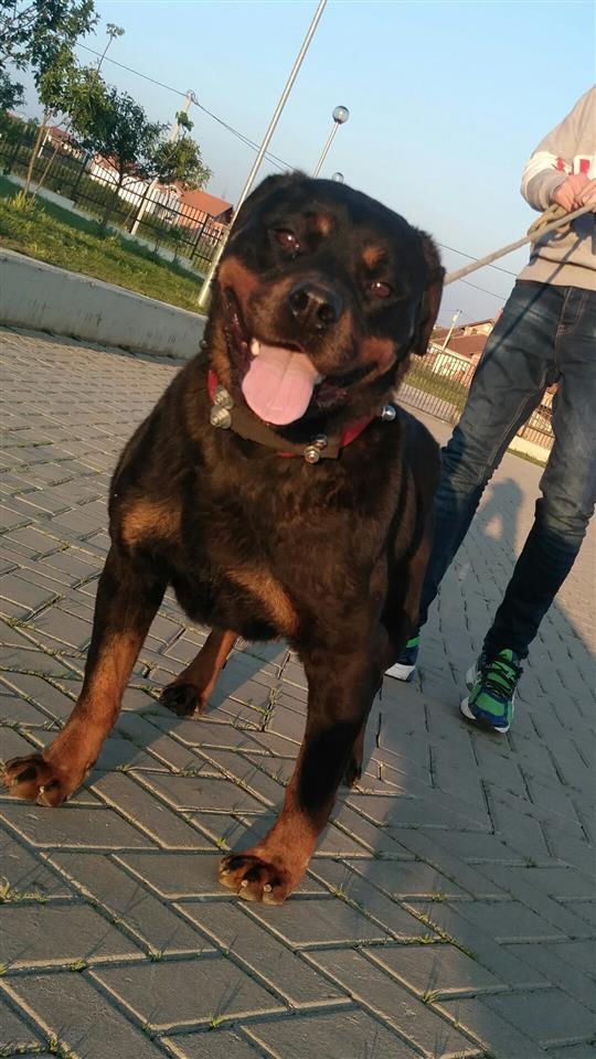 Rottweiler-