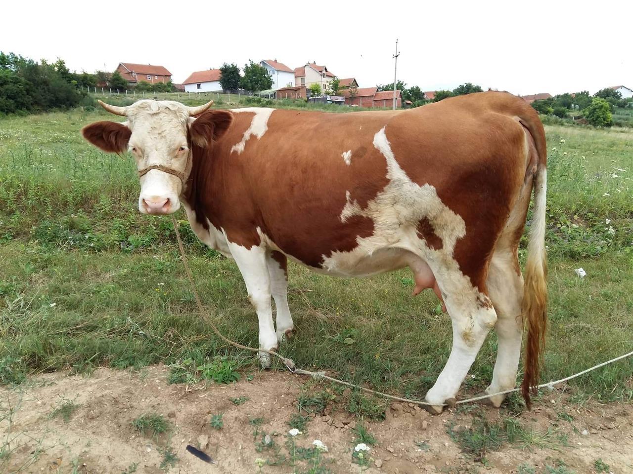 lopë