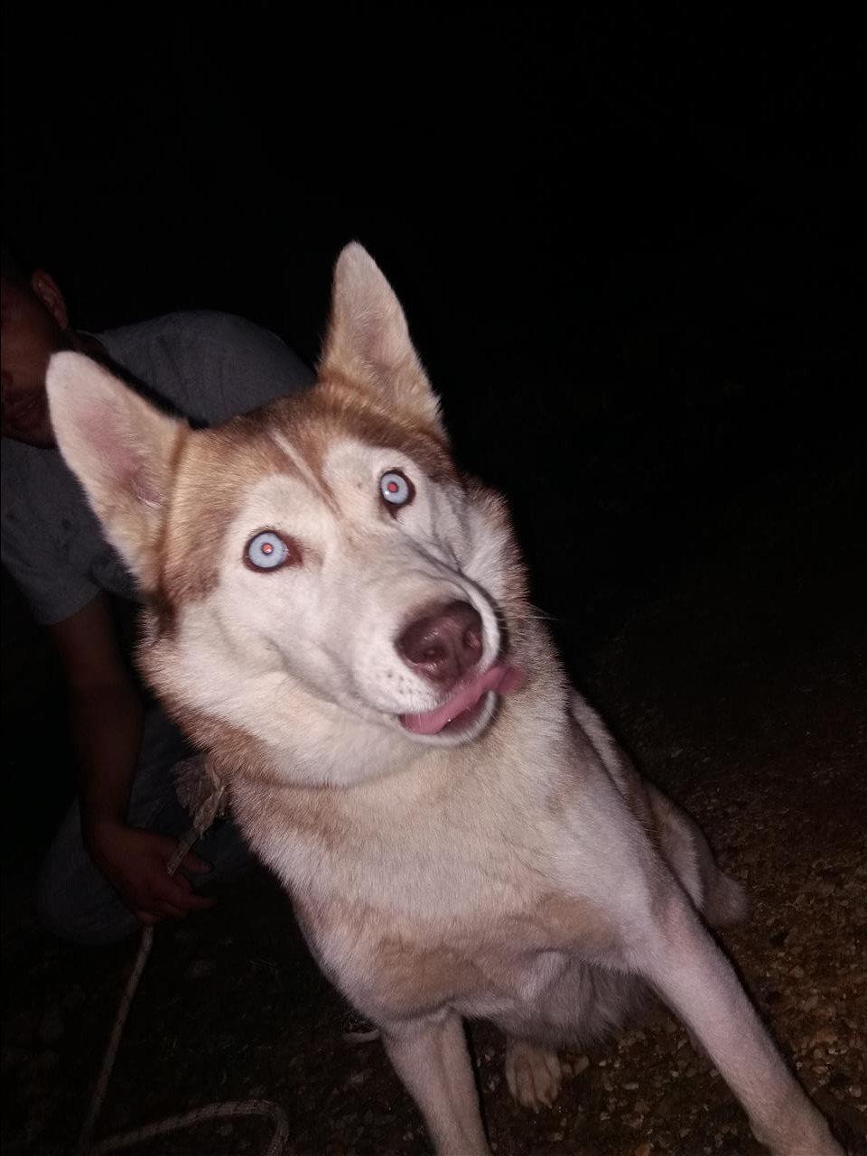Haskyy