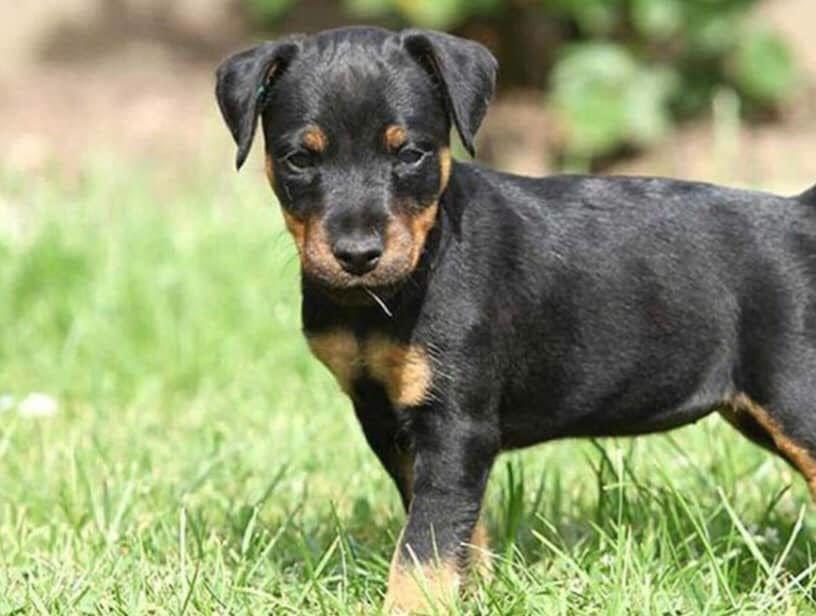 Terrier