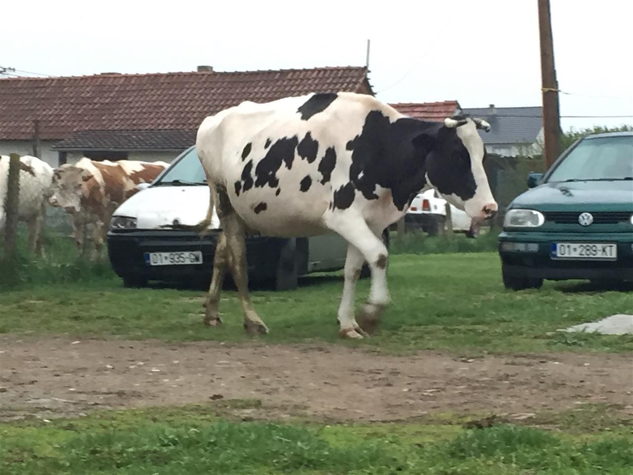 shes-lopen-