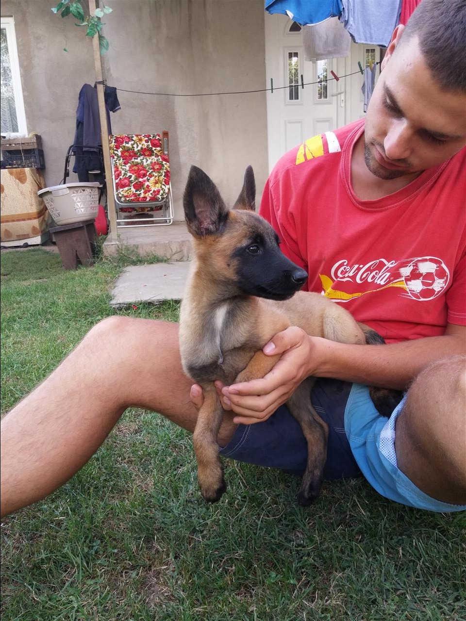 Belgian-Malinois