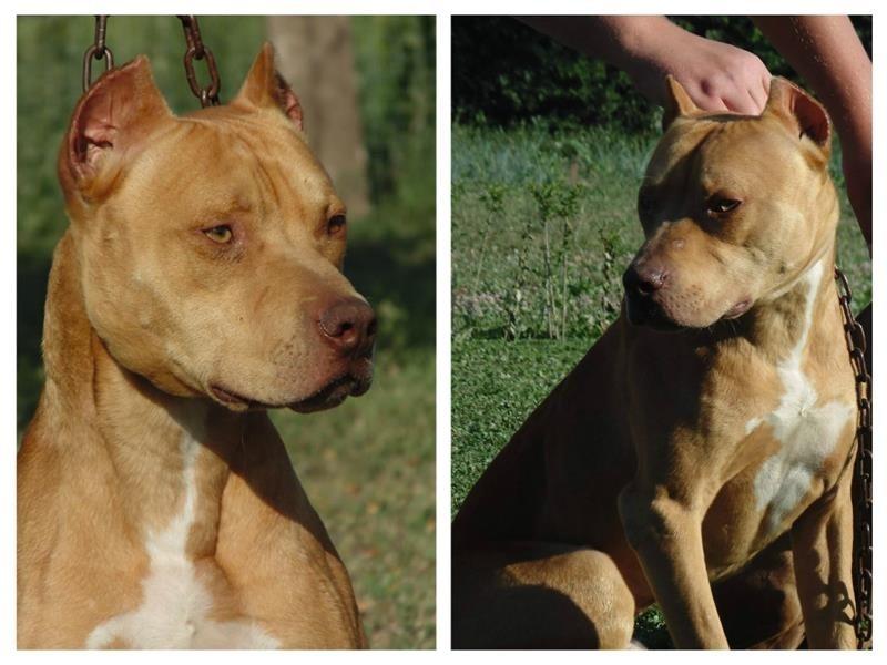Pitbull-