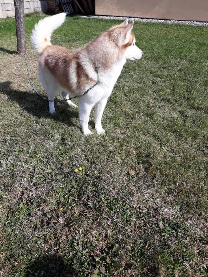 Haski