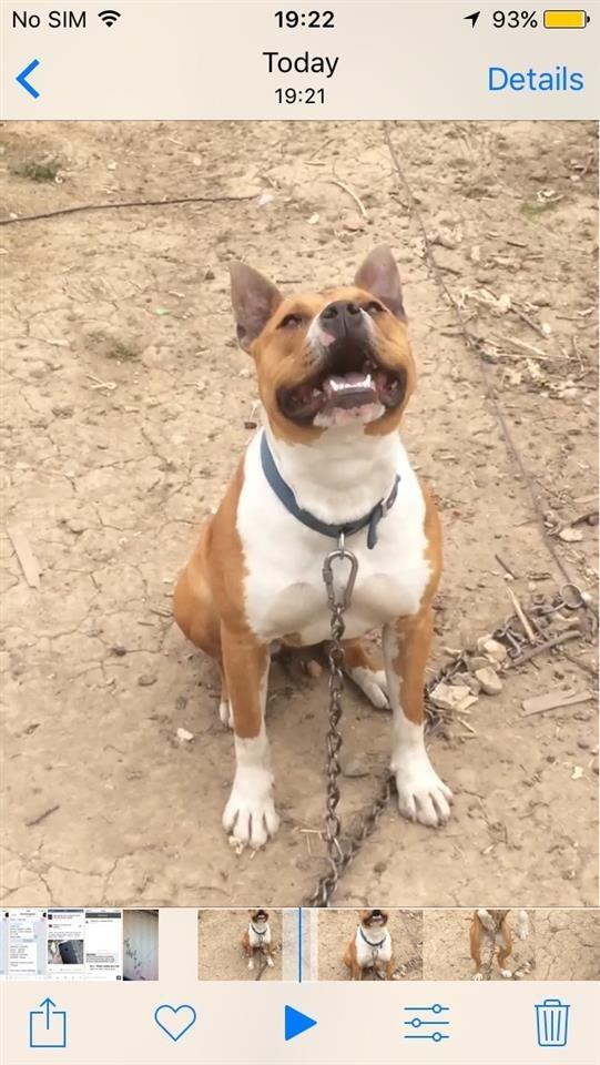 Pitbull