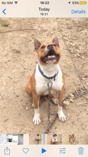 Pitbull
