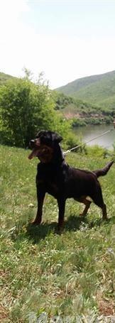 Rottweiler