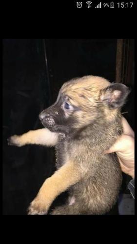 Malinois Belg 