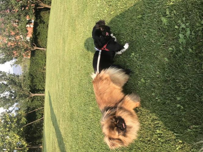 Pekinizer