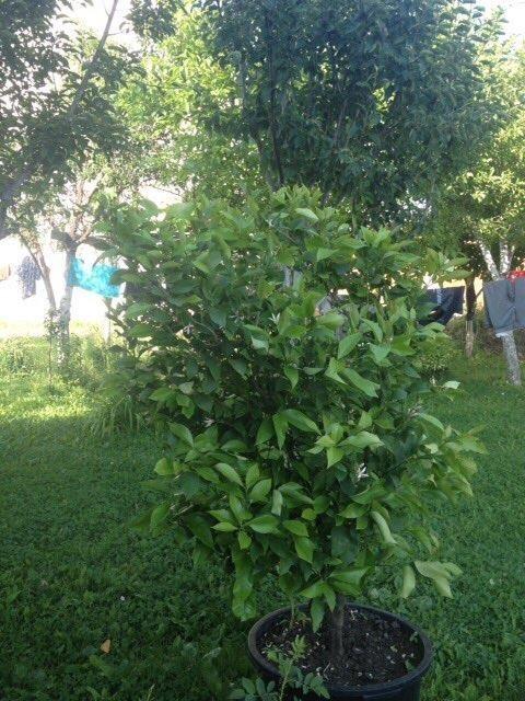 Shes-Limonin