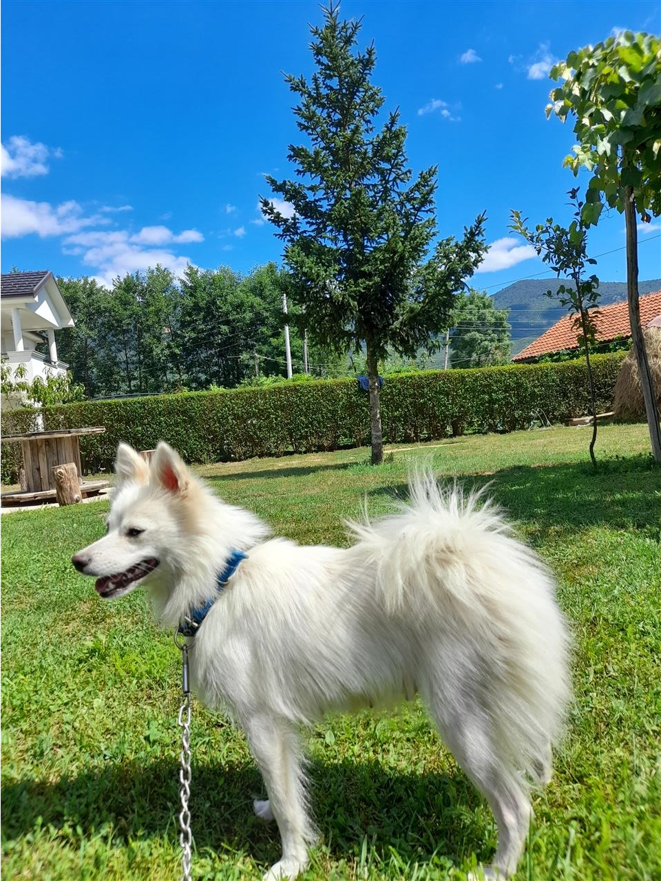 Minispitz-pomerian