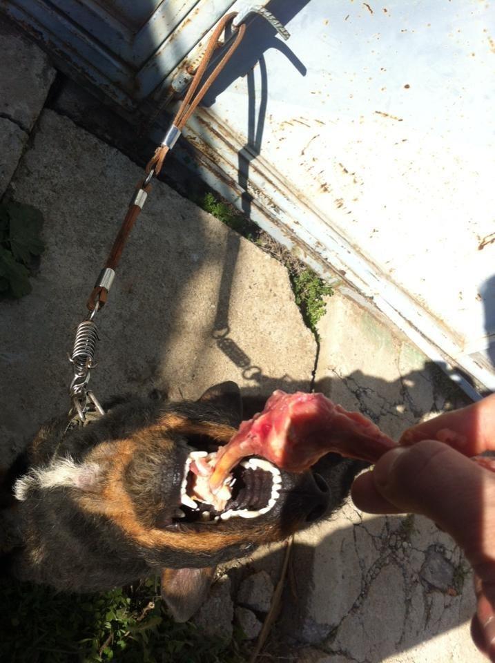 JAGD-TERRIER-MASHKULL-