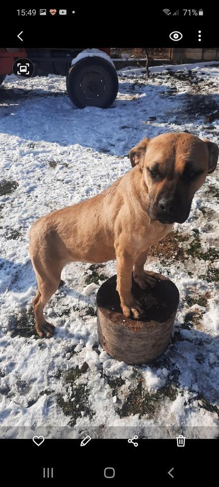 Cane-Corso