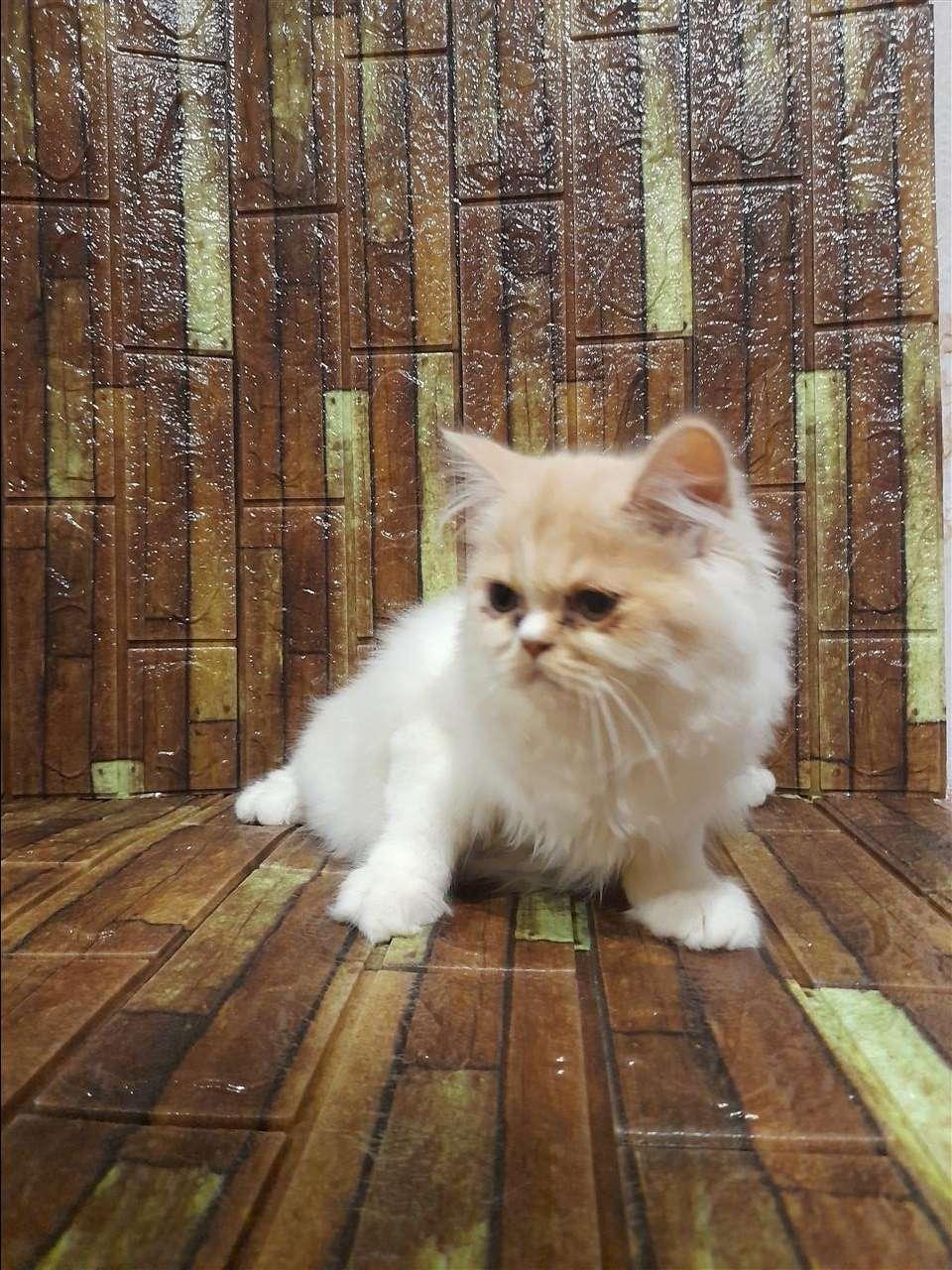 Persiane