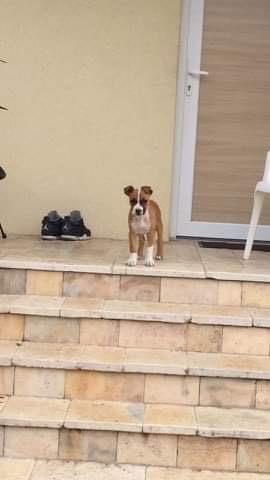 Shitet-pitbulli