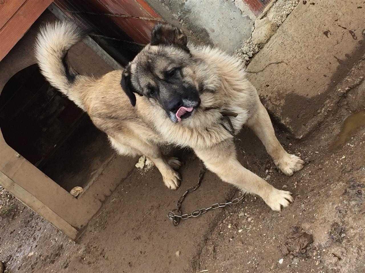 Qeni