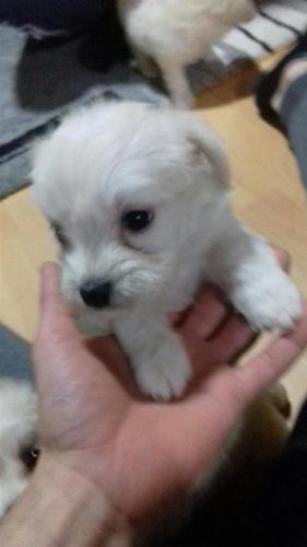Maltezer
