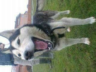 Haski