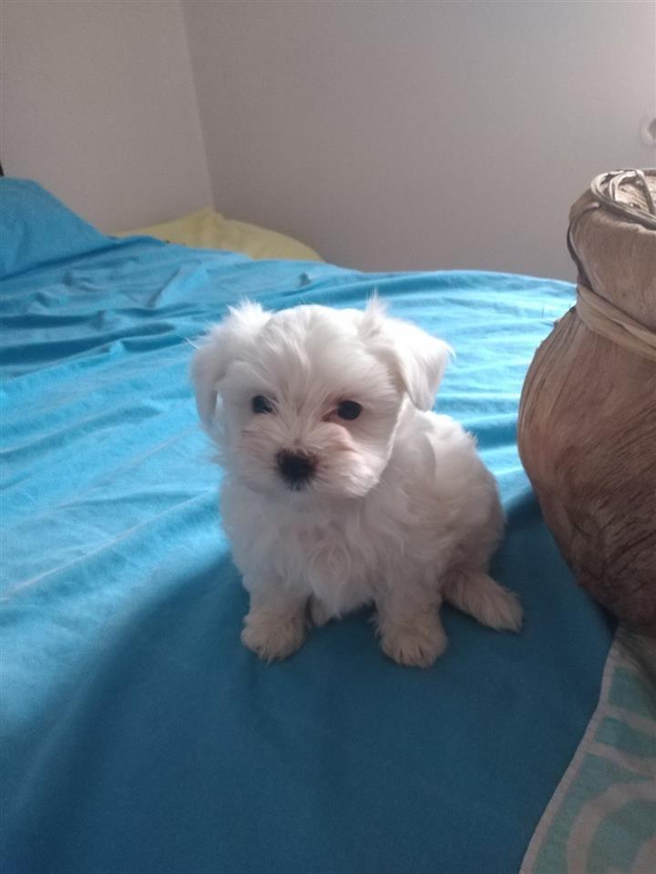 Mini-maltezer