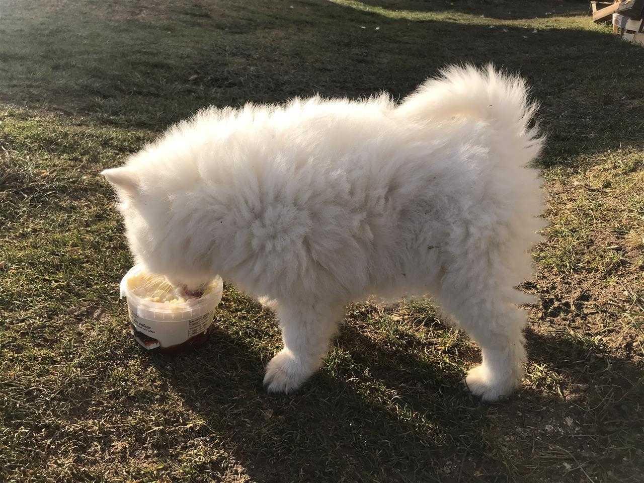 Minispitz-