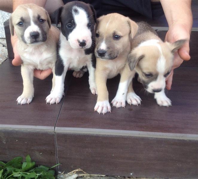 Pitbullat