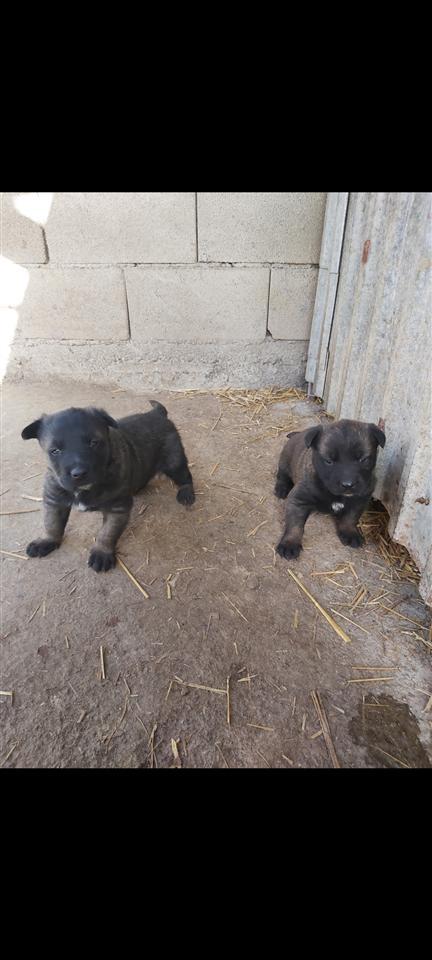 Malinois