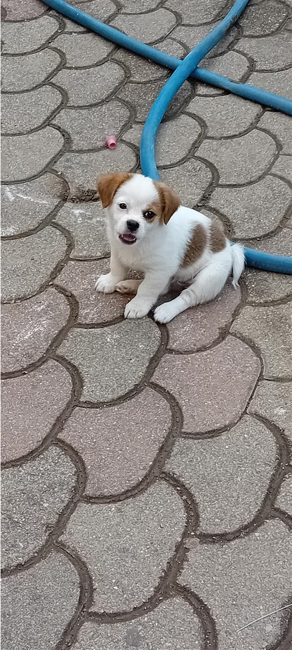Bub